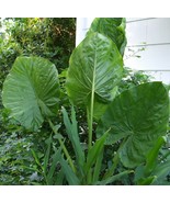 Live Plant - Alocasia - Calidora - $29.00