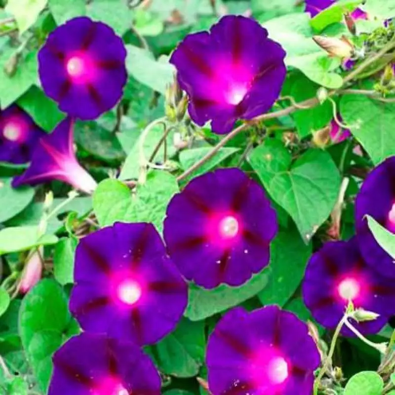 Morning Glory KNOWLIANS BLACK Rare Vine Hummingbirds Love Non-GMO 25 Seeds. - $10.35