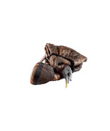 Avian-X LCD - Feeder Hen Turkey Decoy - £69.49 GBP