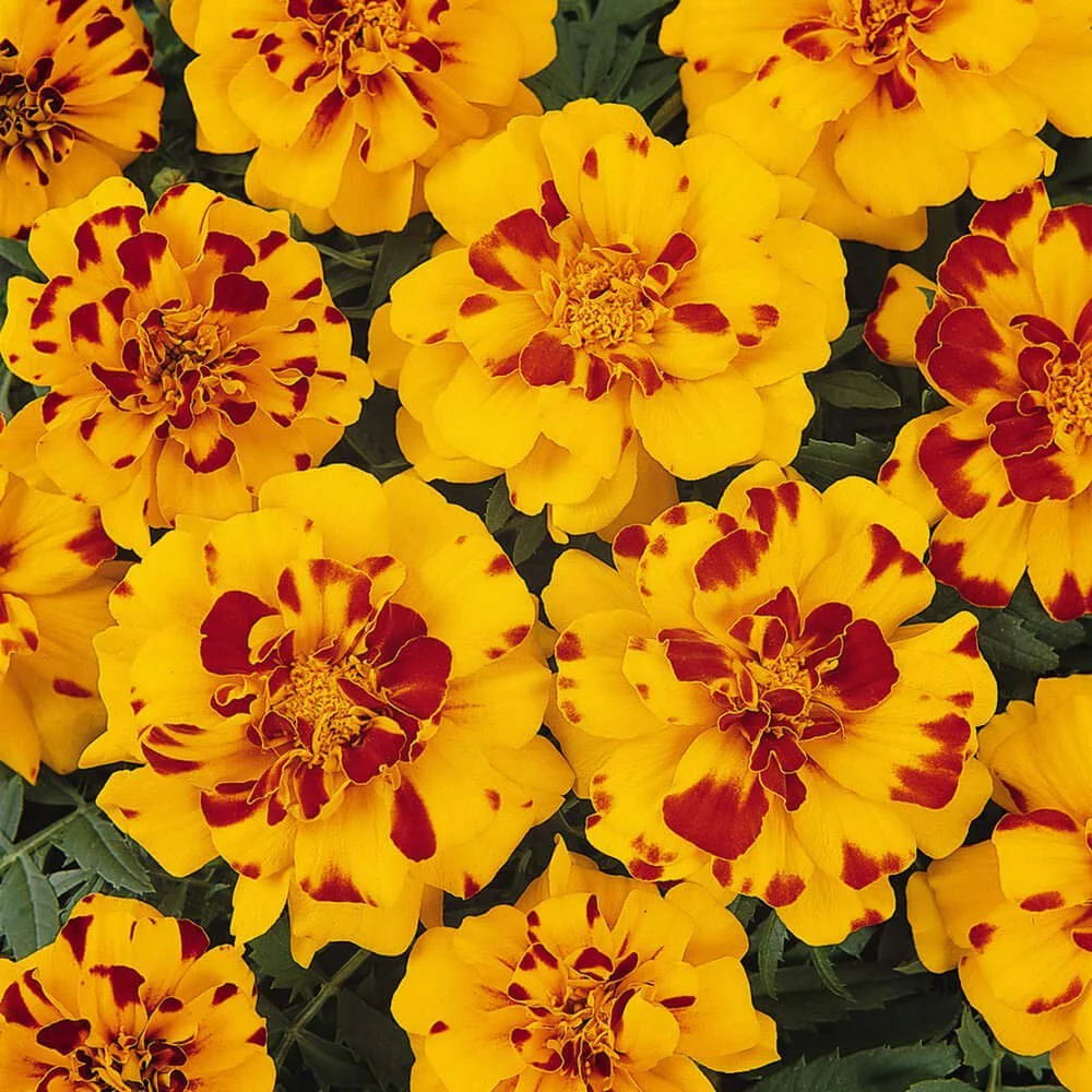 Durango Bee Marigold French Marigold Seeds – 20 Seeds, Bright &amp; Heat Tol... - $12.09