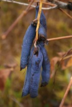 USA 7 Seeds Blue Sausage Fruit Edible &amp; Ornamental Decaisnea Fargesii Tree Shrub - £8.78 GBP