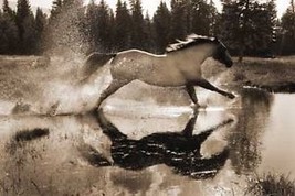 Running On Water by R. Dawson Palomino Horse Western Open Edition Paper ... - $37.62