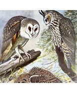 American Barn Owl And Others 1955 Plate Print Birds Of America Nature Ar... - €34,27 EUR