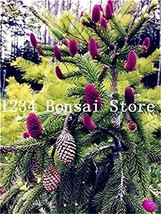 100Pcs Korean Fir Abies Koreana Bonsai Tree Ornamental Bonsai Flower Plant Purif - £8.85 GBP