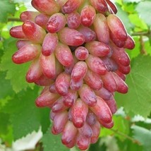 15 Manicure Finger Grape Fruit Seeds for Garden - $10.00