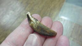 (ak-t**th-75) 1-1/2" Ancient Siberian dog canine t**th DIY wire for pendant - $23.99