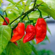 SEPTH Ghost Pepper Seeds Bhut Jolokia Pepper Seeds Non-GMO 1008 - $5.99