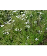 50 Fresh Herb Seeds Caraway - £4.73 GBP