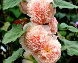 Hollyhock Seeds Chater&#39;S Double Salmon Hollyhock Flower 25 Seeds/Ts - $5.99