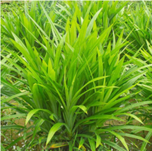 USA SELLER 50Pcs Fragrant Grass Seeds Annual Pandan Flower Potted Seeds Fragrant - £8.11 GBP