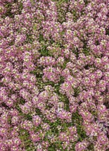 Alyssum Sweet Dwarf Pink 4” Groundcover Fragrant Butterflies Non-Gmo 1000 Seeds - £7.41 GBP