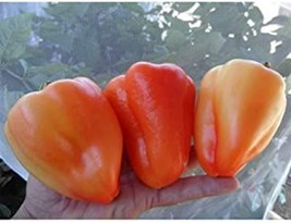 PM Giant Szegedi Sweet Pepper Seeds - Very Sweet and Have Thick Walls.fr... - $3.98