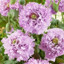 Peony Poppy Candy Floss *15   Lilac  Dried Arrangements Deer Resistant From US - $8.29