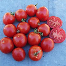 USA Seller Early Tanna Tomato Gourmet Grown To Organic Standards Gardeni... - £14.46 GBP