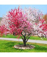 Peppermint Flowering Peach 2 To 3 Feet Ship In 6 Pot Fresh Garden - $138.98