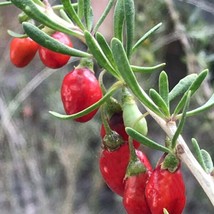Best Christmas Berry / Lycium carolinianum / Live Plant - £22.37 GBP