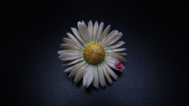 Vintage White Flower Bug Brooch Hand Painted Size: 3cm diameter - £9.29 GBP