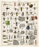 Decoration Poster.Home room art.Interior design.Insects bee wasp ant cha... - $17.10+