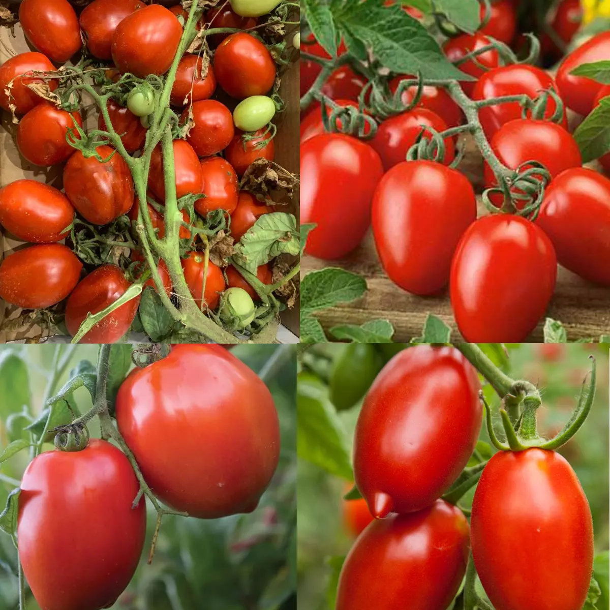 AW 100 Seeds Tomato Mix Canning Tomatoes Sauce Paste Organic Easy to Grow - €8,73 EUR