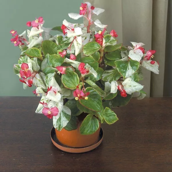 SR 15 Seeds Begonia Calla Lily House Plant Garden Flowers USA Seller - £7.88 GBP