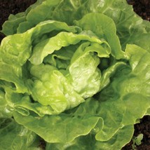 Tom Thumb Lettuce Fresh Seeds USA - $15.22