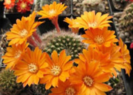 Rebutia flavistyla @J@ exotic rare cactus seed 20 SEEDS - $8.99