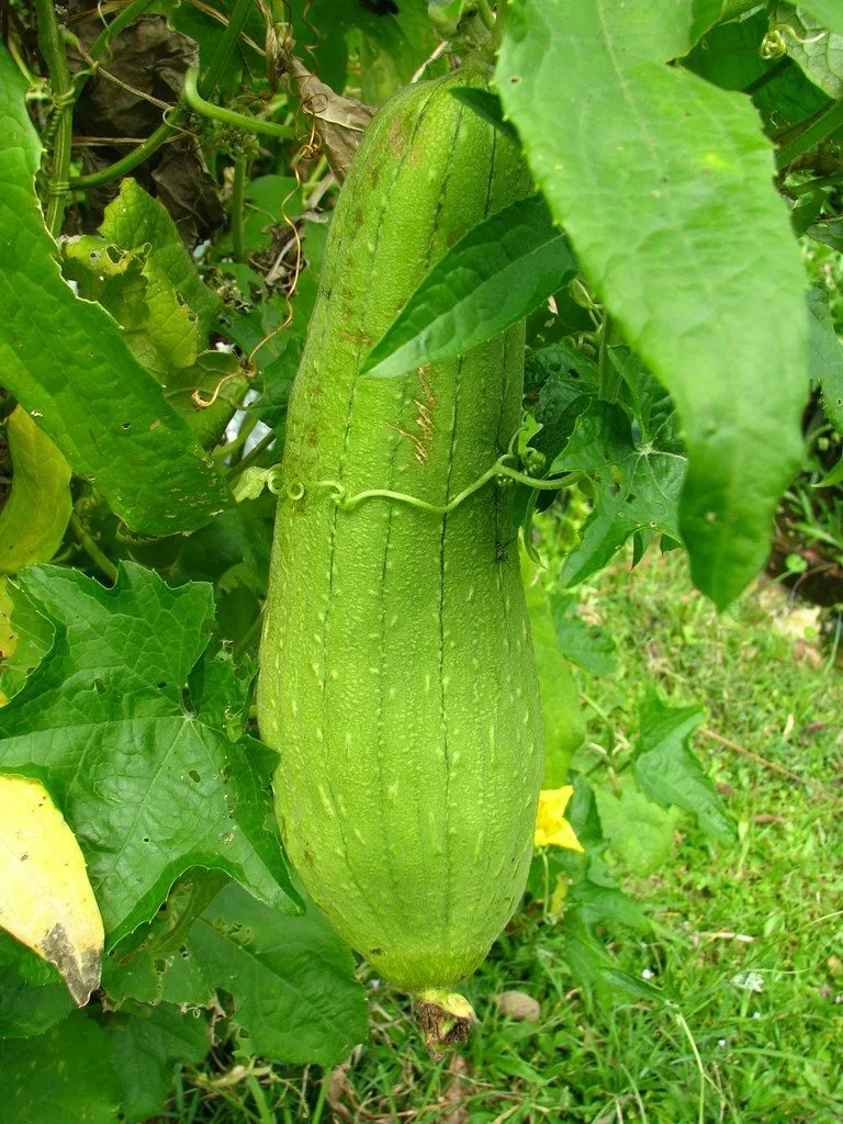 WTR Luffa Sponge Gourd Vegetable Sponge Dishcloth Gourd 10 Seeds Planting Seeds - £6.82 GBP