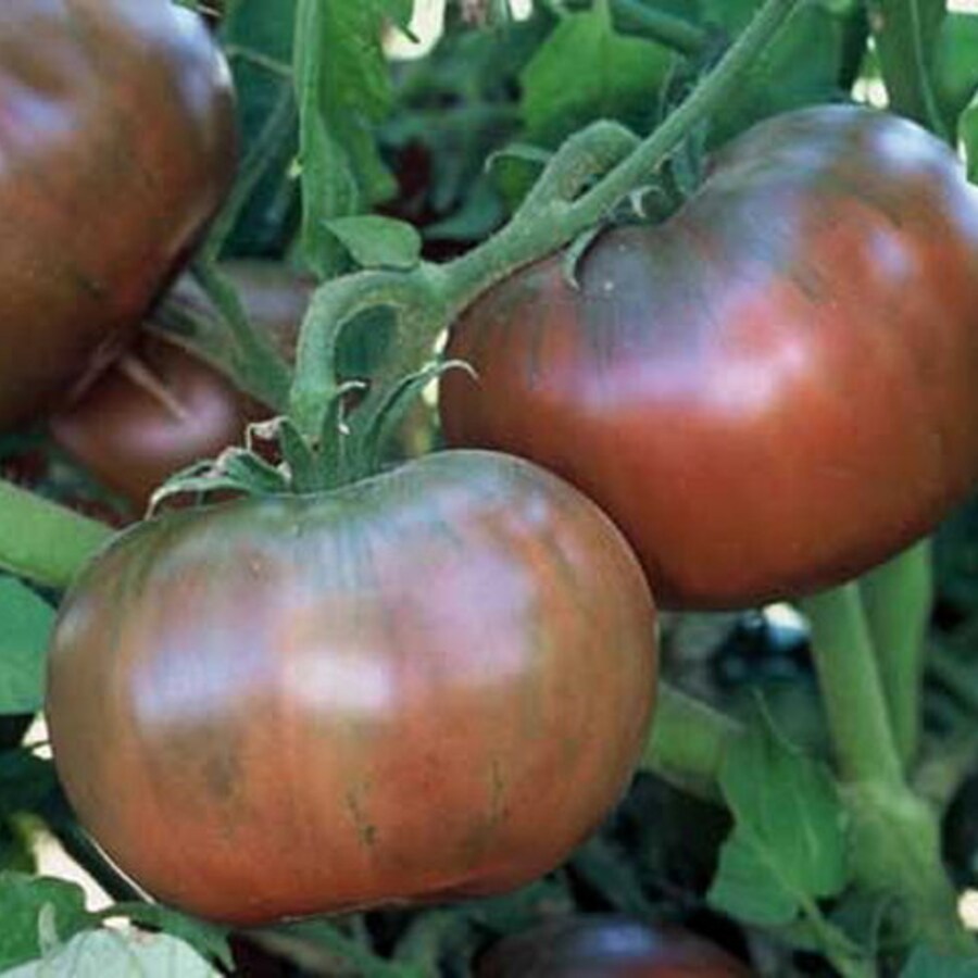 Cherokee Purple Tomato Grown To Organic Standards Fresh Gardening - $16.52