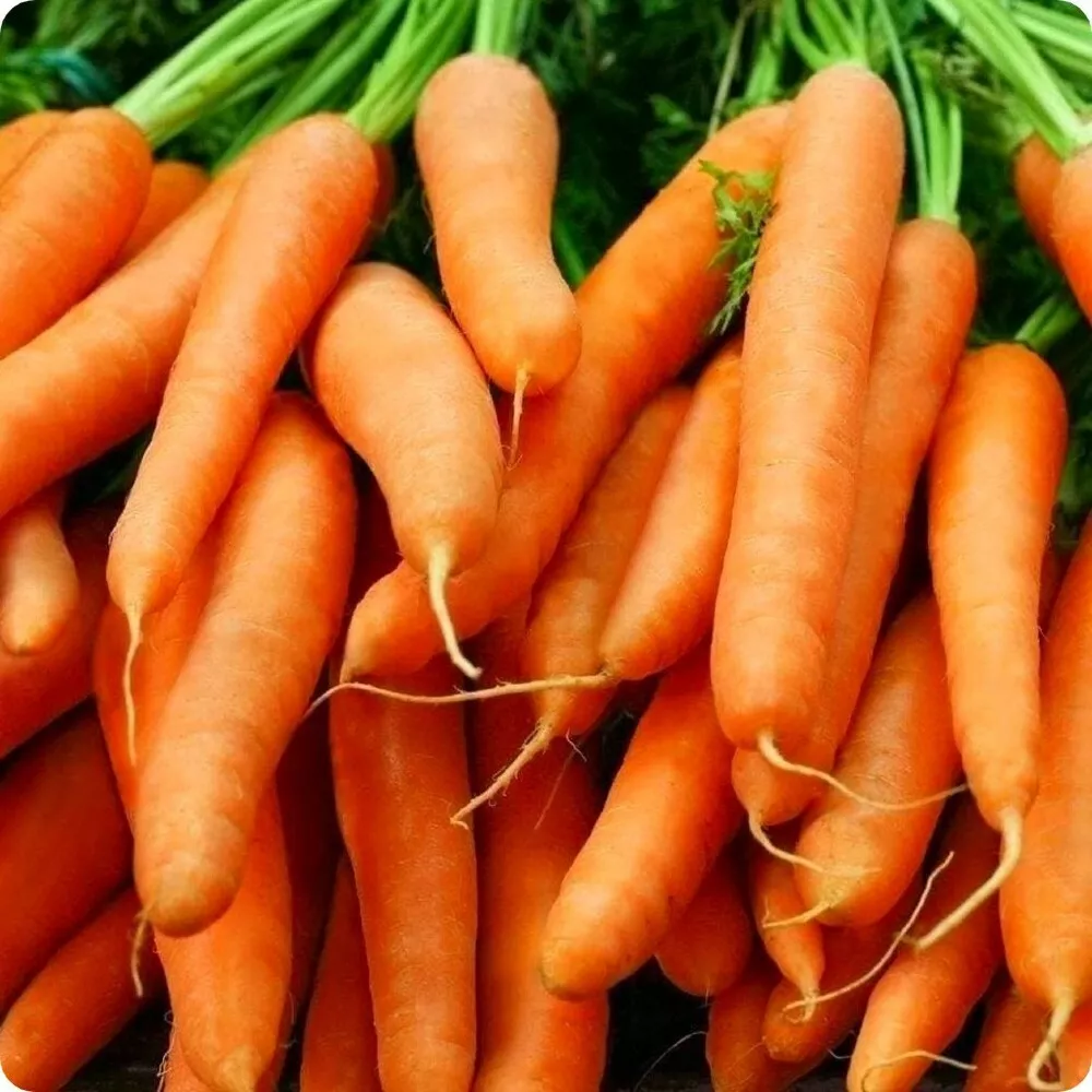 1 Gram Seeds Carrots Finger Babys Certifield Organics Heirloom Certified... - £18.80 GBP