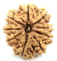 Super collector 9 mukhi rudraksha - 26.66 mm - Nepal - Lab Certified - $155.93