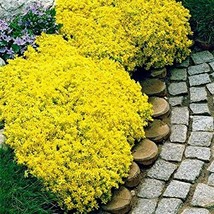 PWO Aubrieta Yellow Rock Cress Flower 50+ Pure Seeds Plants Garden - £5.66 GBP