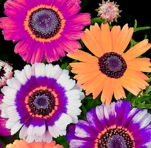 USA SELLER Beautiful Mixed Painted Daisy Flowers 100 Seeds Fresh New - £15.01 GBP