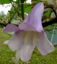 Paulownia tomentosa | Foxglove Empress Tree | Kiri | 100_Seeds_Tera Store - $15.99