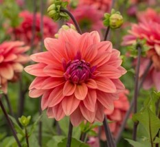 25 American Dawn Dahlia Seeds Flower Perennial Flowers Seeds Flowering F... - $8.08