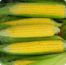 Early Golden Bantam Corn Seeds 25 Ct Yellow Sweet Vegetable Heirloom  Fr... - £6.57 GBP