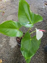 4&quot; Anthurium Live Plant~White Flowers. Rooted Live Plant - £25.65 GBP