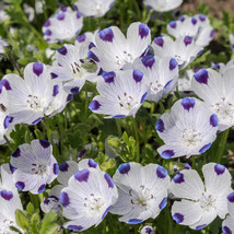 1Oz Five Spot Flower Seeds Nemophila Maculata (Approx 4600 Seeds) USA Seller Gar - £23.14 GBP