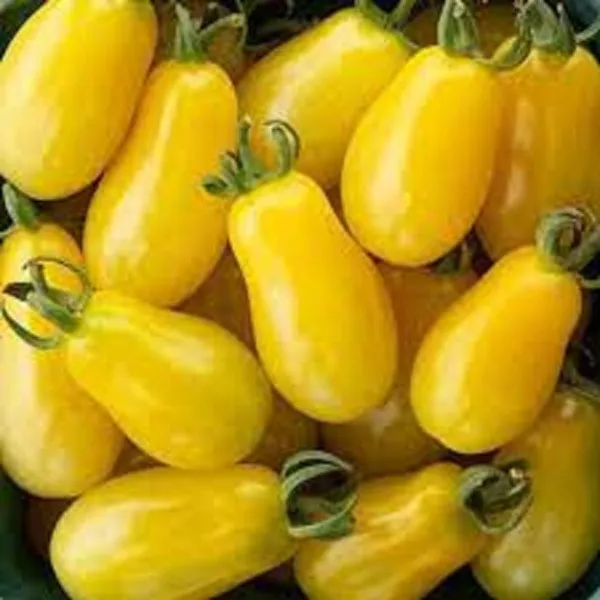 50 Seeds Moonbeam Tomato Tomatoe Vegetable Edible Canning Fresh - £8.06 GBP