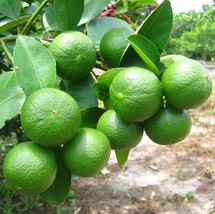 Thai Tropical Key Lime Seeds - 10 Fresh seeds - CITRUS AURANTIFOLIA - $2.55