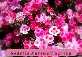 Fast Germination Godetia Farewell To Spring 100 Fresh Seeds - $2.25