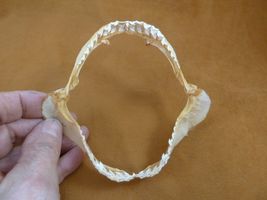 sj470-251) 4-7/8" Tiger SHARK jaw sharks jaws teeth taxidermy educational - $32.99