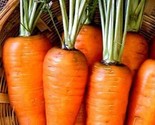 1000 Chantenay Red Core Carrot Seeds Non Gmo Heirloom Fresh Garden Seeds... - $8.99