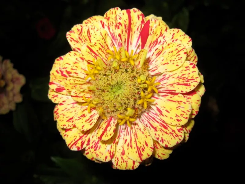 150 Seeds Candy Stripe Zinnia Mix Elegans Flower Mixed Colors With Red Stripes - £8.85 GBP