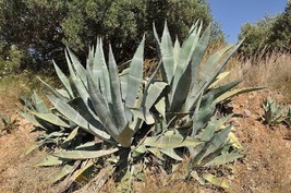 Agave Americana Huge Hardy Agave Exotic Seeds Garden Fresh USA Shipping - $13.97