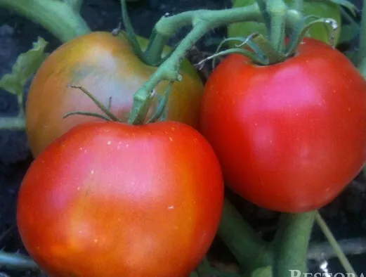 50 Seeds Sophie&#39;S Choice Tomato Vegetable Garden - $9.65