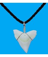 BULL SHARK TOOTH REAL NECKLACE ZAMBEZI PENDANT SURF WEAR TRINKET SURFER ... - $11.83