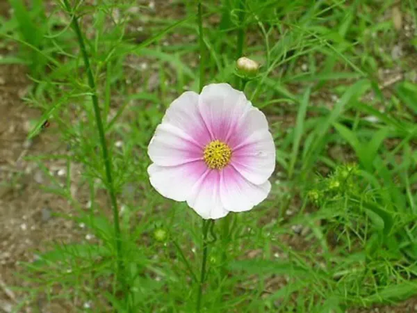 Top Seller 150 Daydream Cosmos Bipinnatus Flower Seeds - $14.60