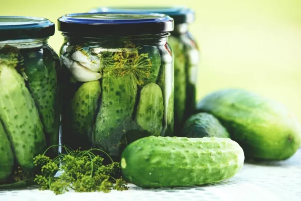 New Fresh 100 Boston Pickling Cucumber Seeds - £8.59 GBP