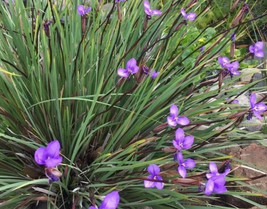 Australian Native Iris, FREE SEED Offer+RETURN CUSTOMER BONUS - £2.73 GBP