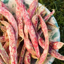 Rare Red Variegated Beans - Multipack Seed Options 30/120/600 - Lush Garden Addi - £1.17 GBP